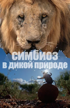 Дорама Симбиоз в дикой природе онлайн